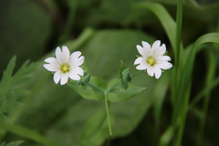 Cerastium davuricum
