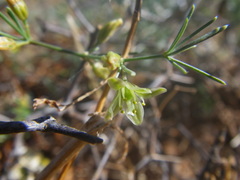 Asparagus exuvialis