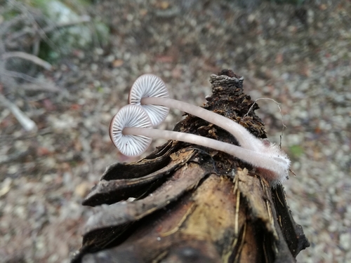 Mycena seynii image