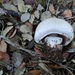 Coastal Mushroom - Photo (c) Davide Puddu, some rights reserved (CC BY), uploaded by Davide Puddu