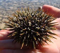 Evechinus chloroticus