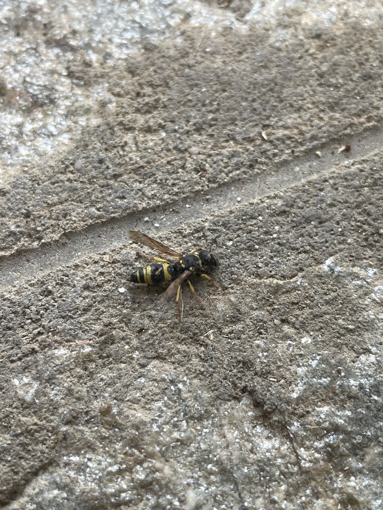 Ancistrocerus longispinosus