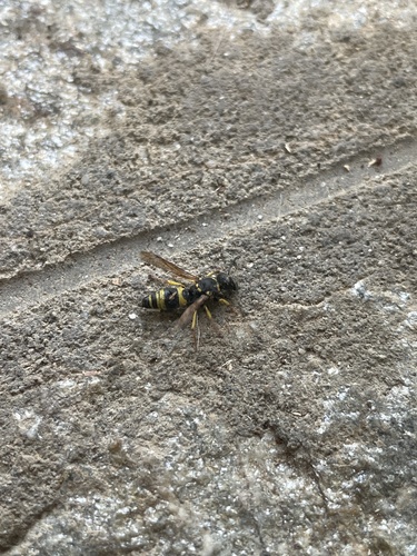 Ancistrocerus longispinosus
