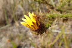 Cullumia reticulata