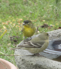 Spinus psaltria