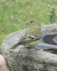 Spinus psaltria