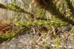 Cullumia reticulata