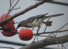 Mimus polyglottos