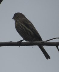 Haemorhous mexicanus