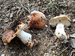 Tricholoma cedretorum