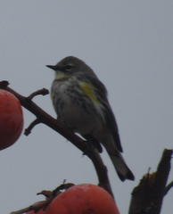 Setophaga coronata