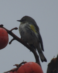 Setophaga coronata