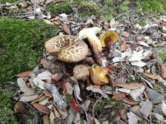 Xerocomellus sarnarii