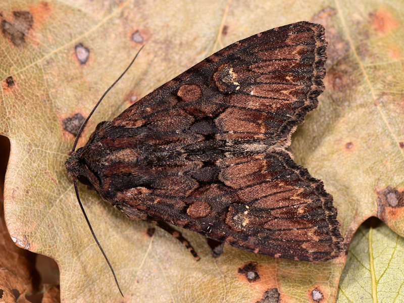 Bedrule Brocade