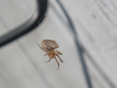 Zygiella x-notata