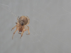 Zygiella x-notata