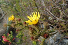 Cullumia reticulata