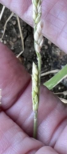 Eriochloa contracta iNat (2)
