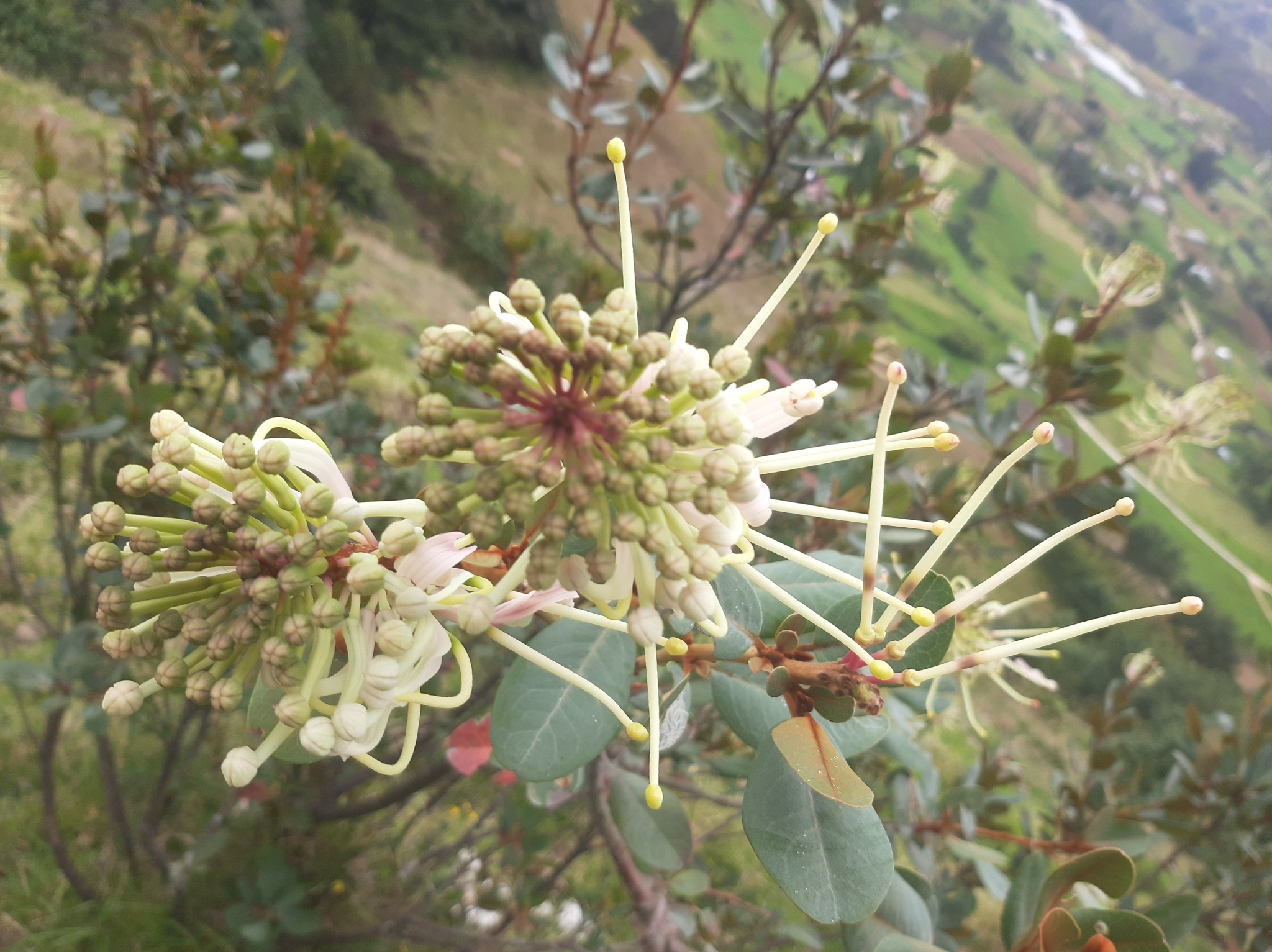 Proteaceae image