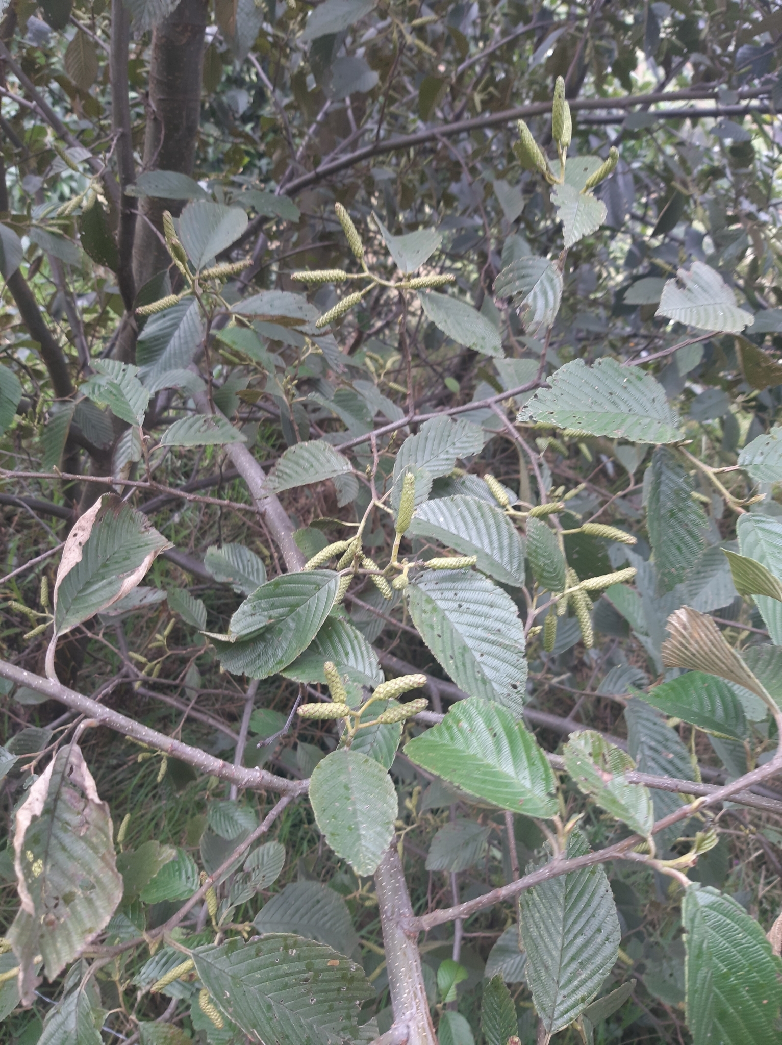 Alnus acuminata image