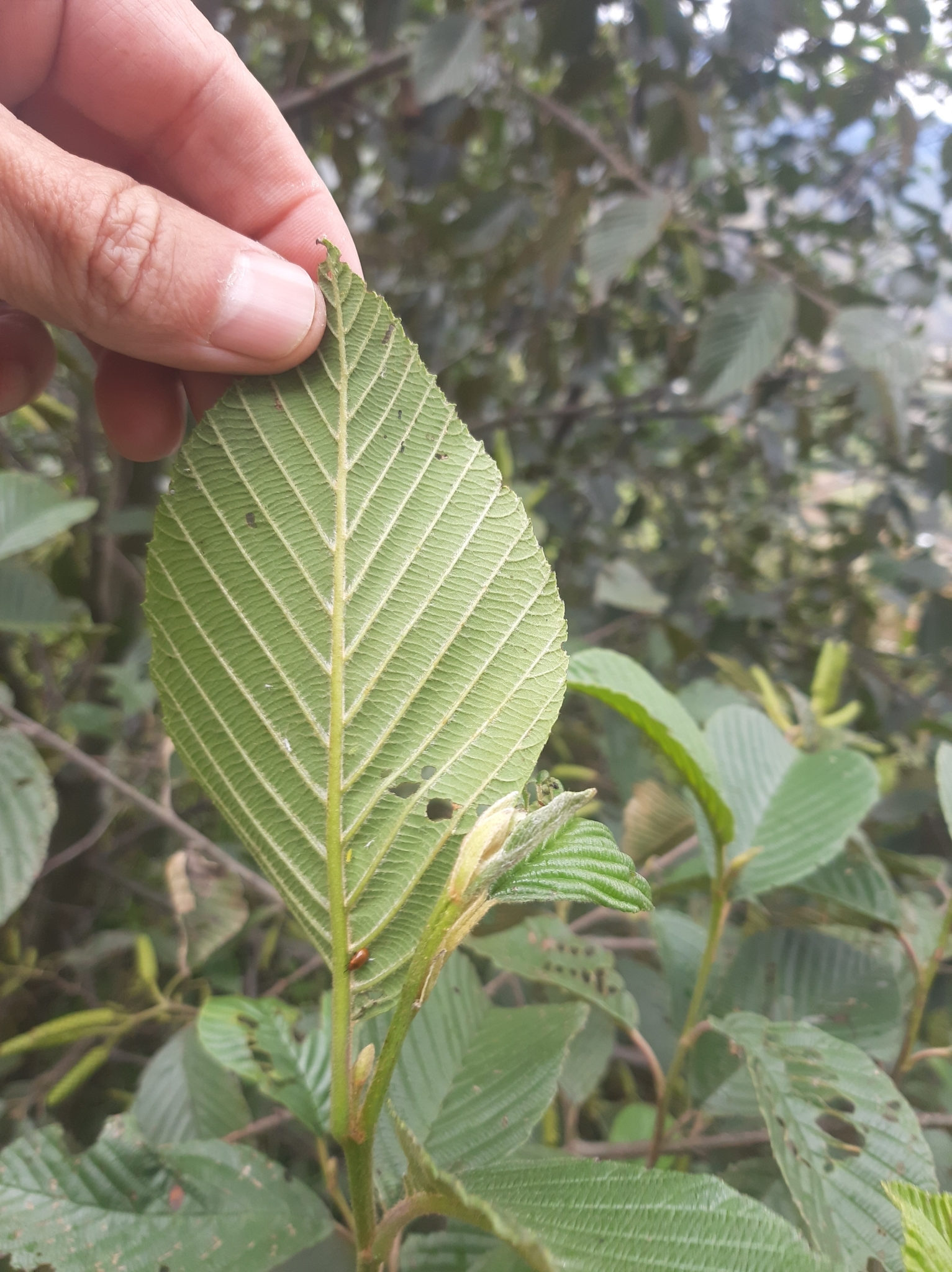 Alnus acuminata image