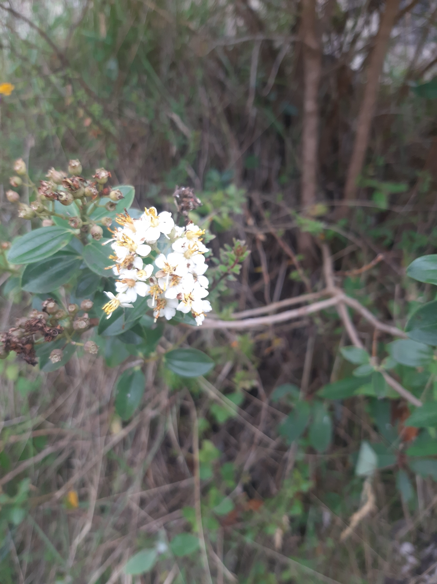Miconia crocea image