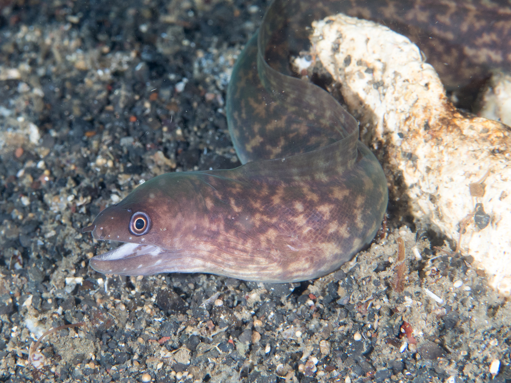 Freckleface Reef-Eel
