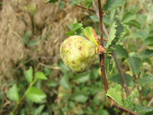 Eriosoma patchiae