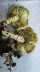 Lepiota xanthophylla