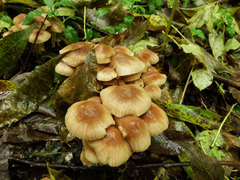 Conocybe striipes