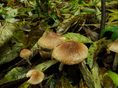 Conocybe striipes