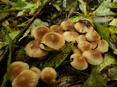 Conocybe striipes