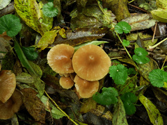 Conocybe striipes