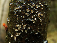 Propolis angulosa image
