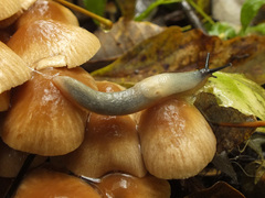 Conocybe striipes