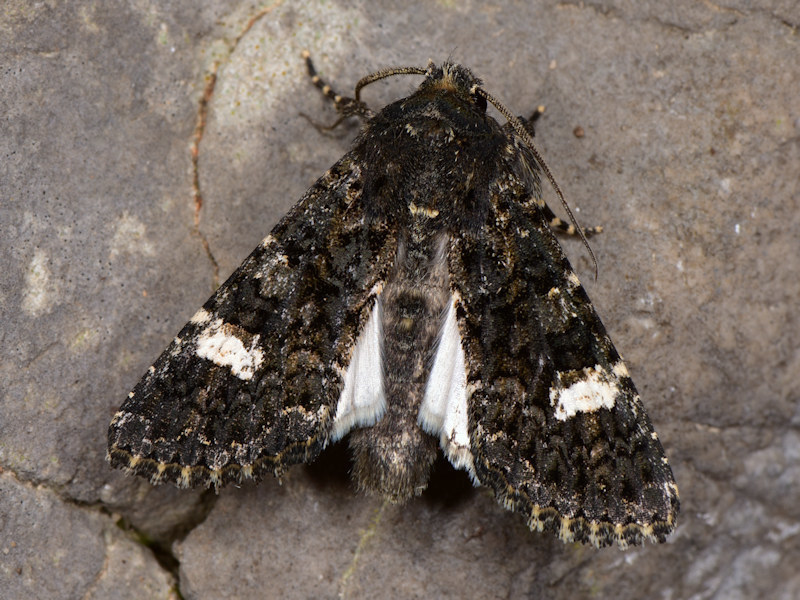 Polymixis serpentina