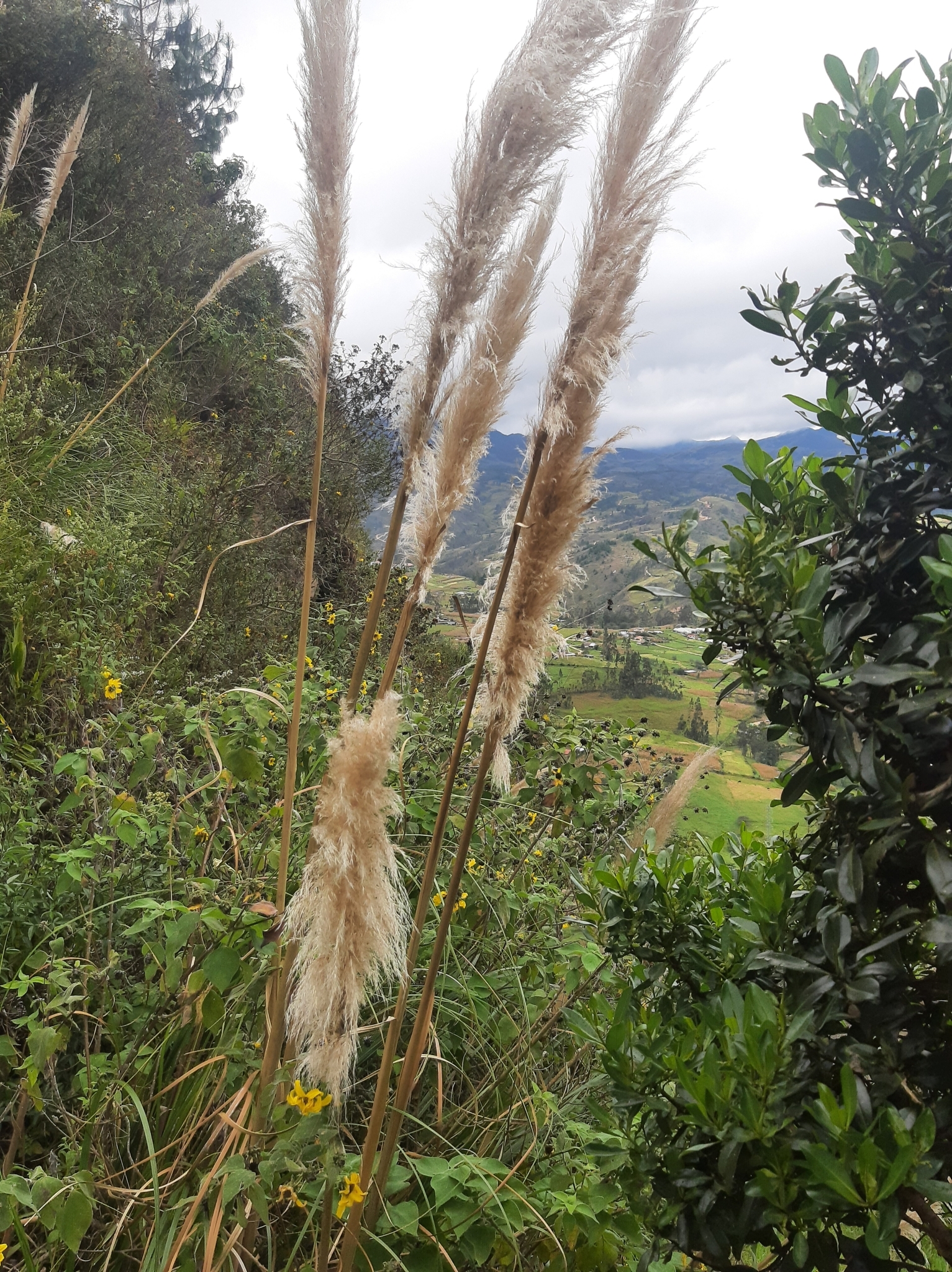 Cortaderia nitida image