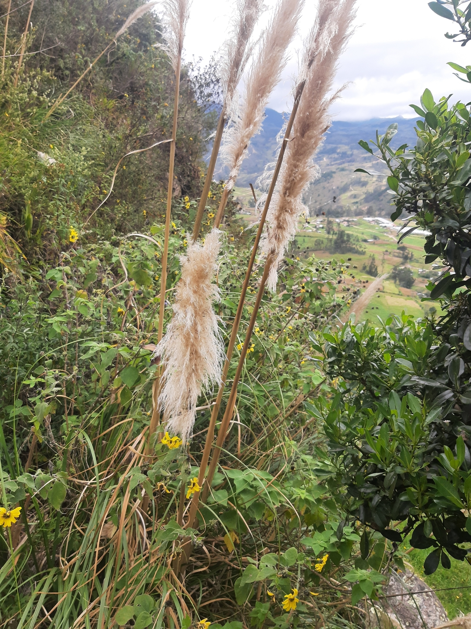 Cortaderia nitida image