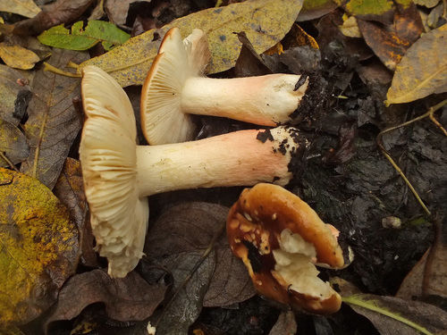Russula subrubens image