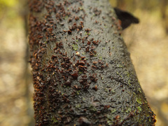 Hymenoscyphus salicellus