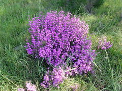 Drosanthemum asperulum