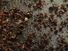 Hymenoscyphus salicellus