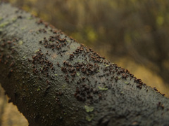 Hymenoscyphus salicellus