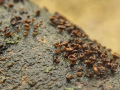 Hymenoscyphus salicellus