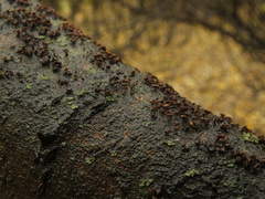 Hymenoscyphus salicellus