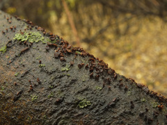 Hymenoscyphus salicellus