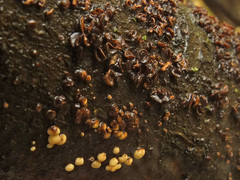 Hymenoscyphus salicellus
