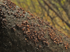 Hymenoscyphus salicellus