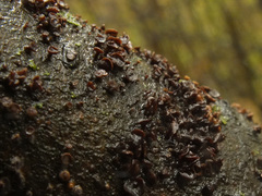 Hymenoscyphus salicellus