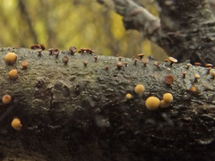 Hymenoscyphus salicellus